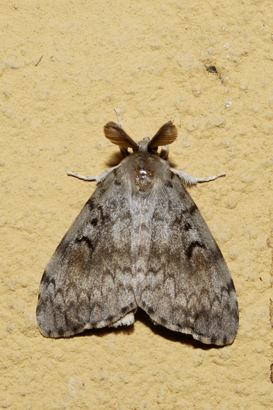 Lymantria dispar... la coppia separata